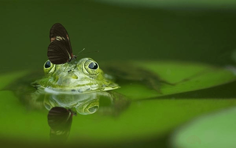 save the frogs day frog and butterfly