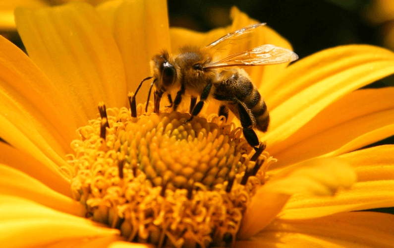wolrd bee day honeybee