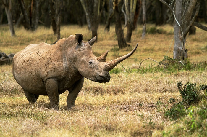 world environment day rhino