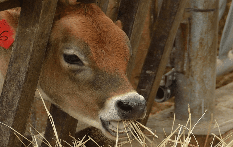 world day for farmed animals livestock