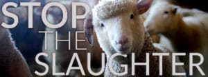 world day for farmed animals stop the slaugther