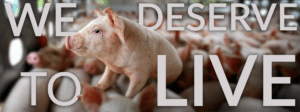 world day for farmed animals we deserve to live