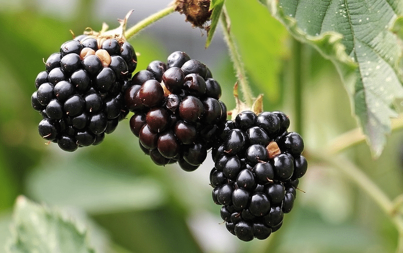 blackberry fruit on the tree | health and weight loss | Peace Evolution