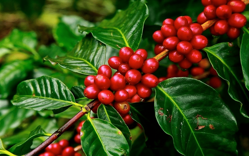 coffee tree beans | health problems | Peace Evolution