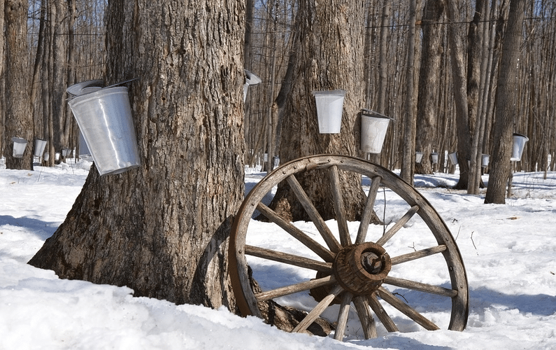 harvesting maple syrup | aspartame dangers | Peace Evolution