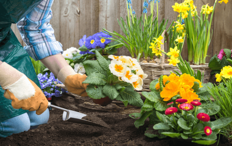 plant a flower day planting flowers | Peace Evolution