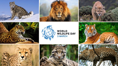 world wildlife day wildlife | world wildlife day | Peace Evolution