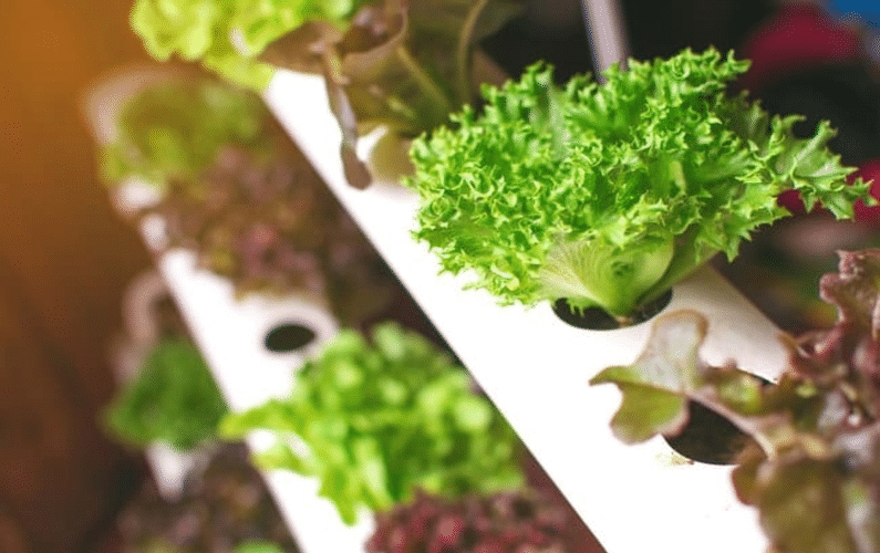 hydroponics best ph | Peace Evolution